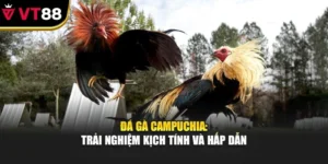 Đá Gà Campuchia: Trải Nghiệm Kích Thích Và Hấp Dẫn
