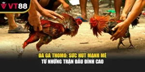 Đá Gà Thomo: Sức Hút Mạnh Mẽ Từ Những Trận Đấu Đỉnh Cao