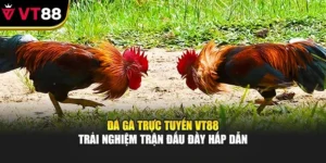 Đá Gà Trực Tuyến VT88 – Trải Nghiệm Trận Đấu Đầy Hấp Dẫn