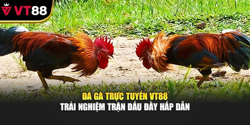 Đá Gà Trực Tuyến VT88 – Trải Nghiệm Trận Đấu Đầy Hấp Dẫn